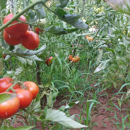 Guest house Apartman Sicilija Podgorica