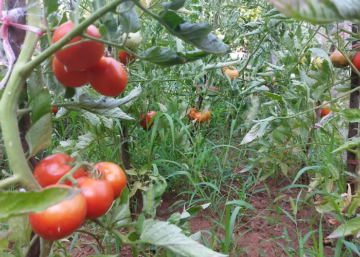 בית הארחה Apartman Sicilija פודגוריצה